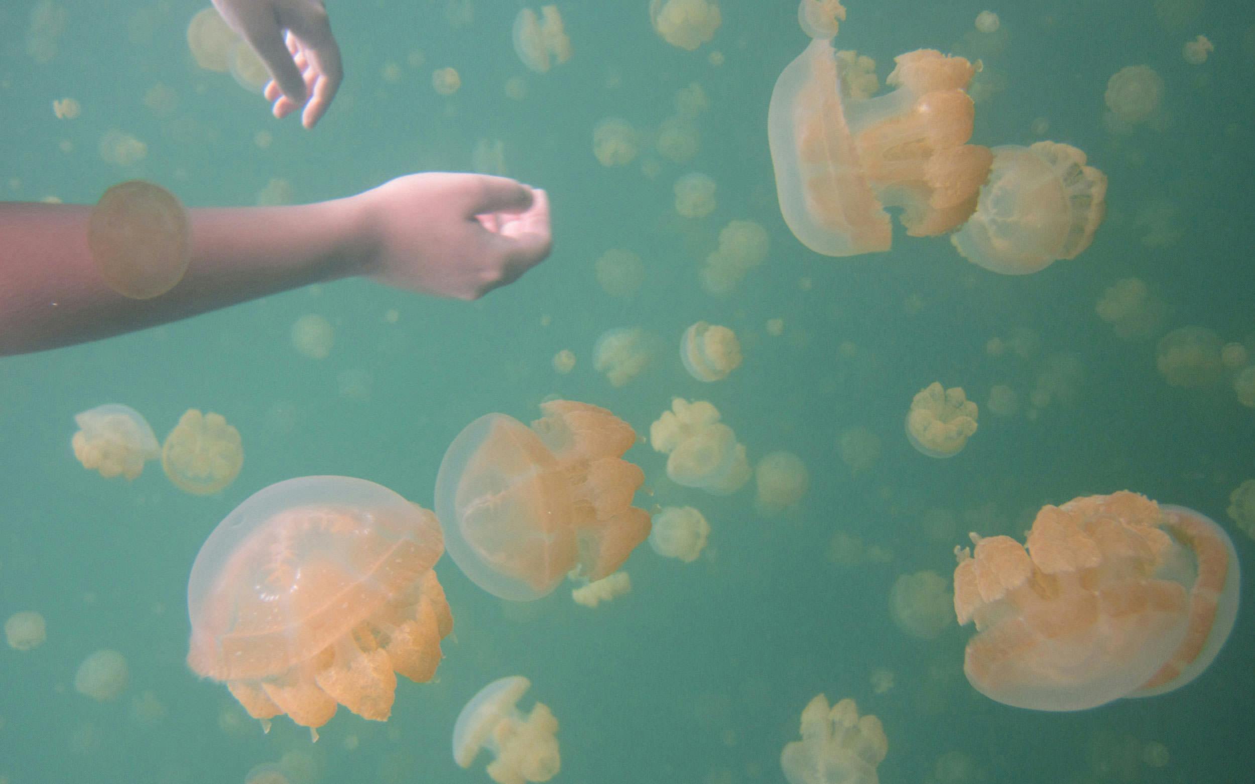 Image of Jellyfish Lake in Palau