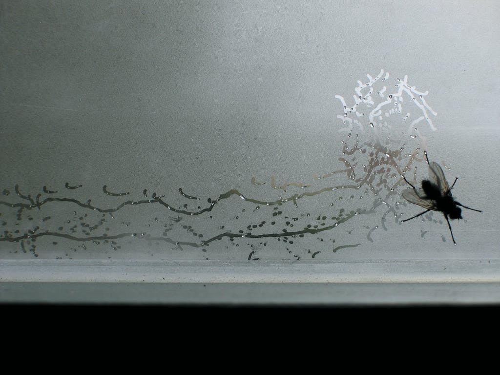 Tue Greenfort, Partitur einer Fliege : A Fly’s Composition, 2004