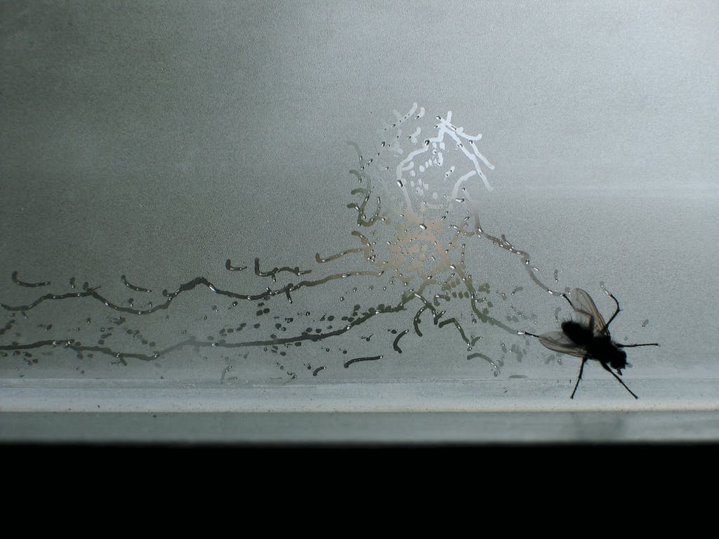 Tue Greenfort, Partitur einer Fliege : A Fly’s Composition, 2004