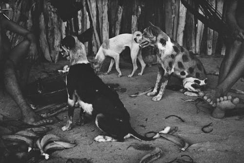 In the Land of the Silent Dogs
