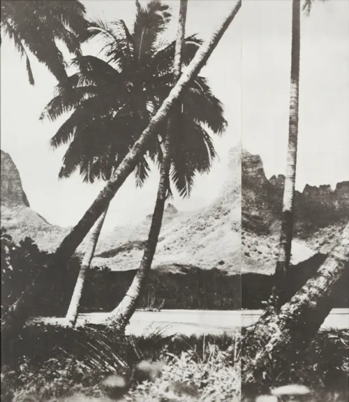 Palm Trees