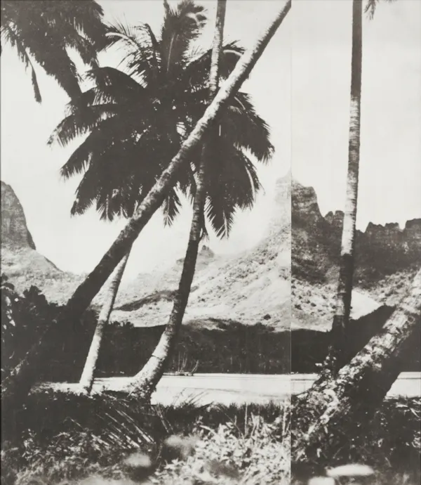 Palm Trees